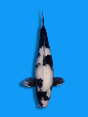 Shiro Utsuri | Koi&Co.